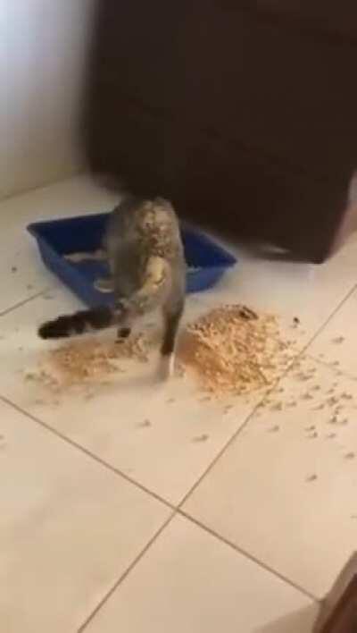 ELE SÓ QUERIA FAZER TOTÔ