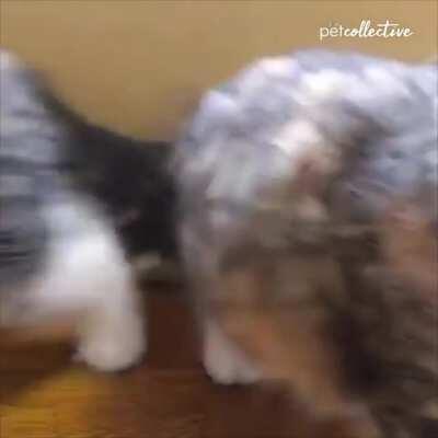 The floodgates have broken!