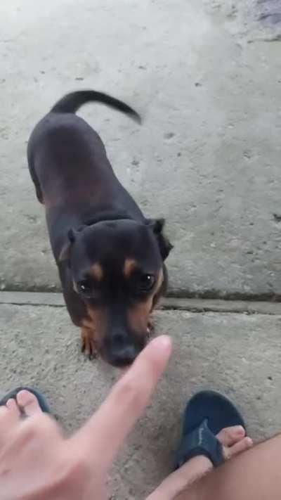 Vousu nou montaro aki😡