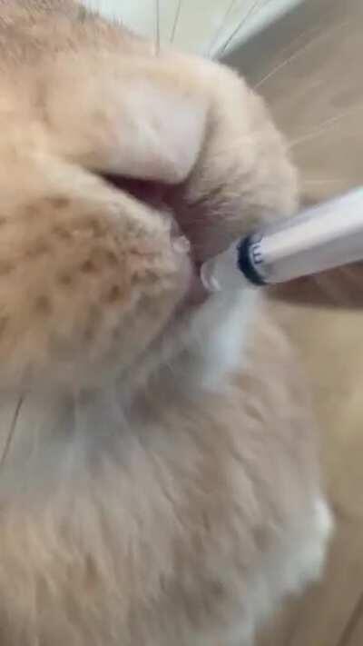 Cookie loving her meds after her op 🐰