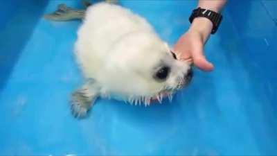 The baby seal was in the water for the first time