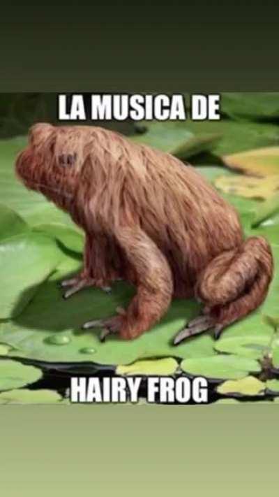 Hairy frog 🐸