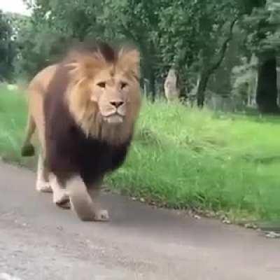 The king and his glory.