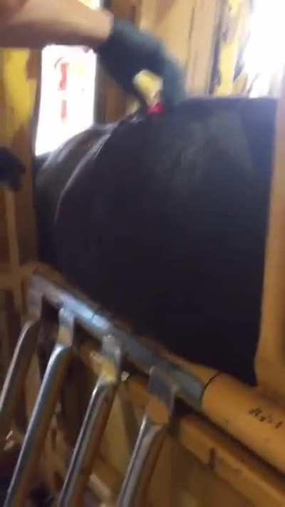 Removing gas from a bloated steer