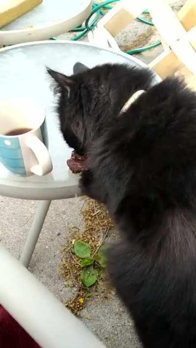 Poppy tapping on the No Bake cookie