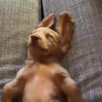 Floppity ears pupper weekend snooze