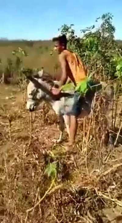 what could go wrong bullying other creatures