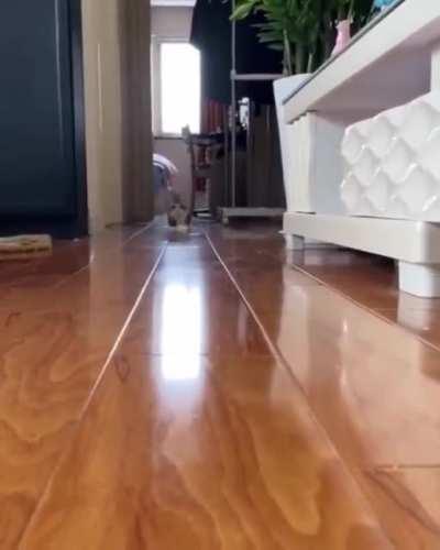 I am the beauty, I am coming