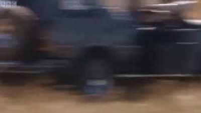 NEZUKO! YOU ARE GETTING CHASED DOWN BY A CHEETAH!