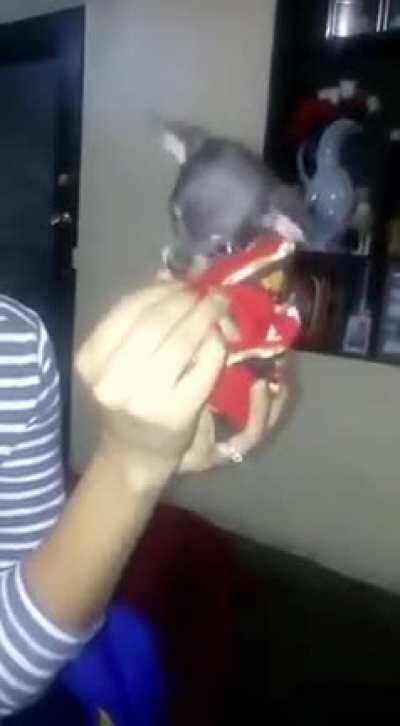 Muy respetuoso mi bruno