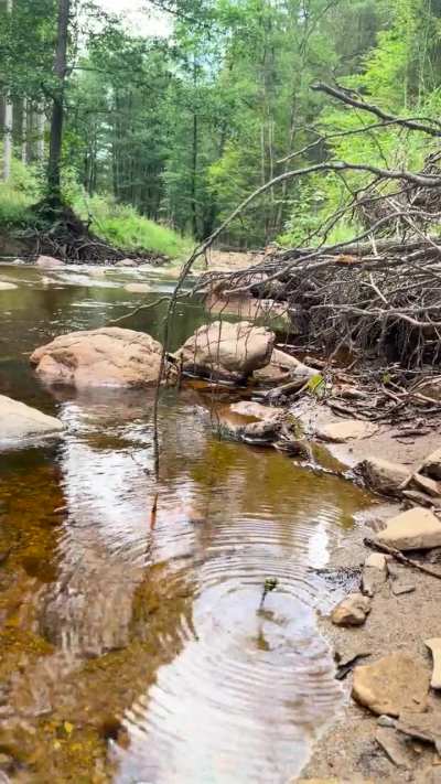 What is this bug… doing? Looks like it is planting eggs, but also looks like it has a system error