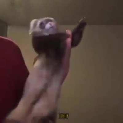 Webadas - Video #6839