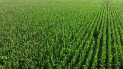 Had a lot of fun making! Zardy.