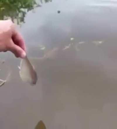 Blursed fishing