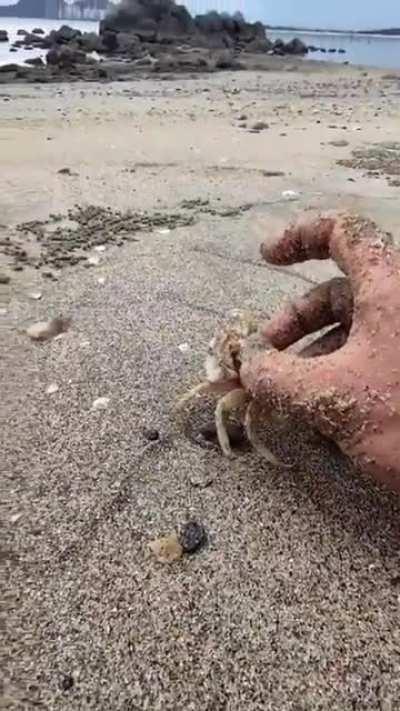 The speed of this little Crab