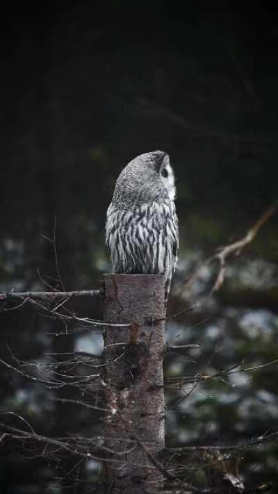 A video of my first great grey owl. Taken in Sweden
