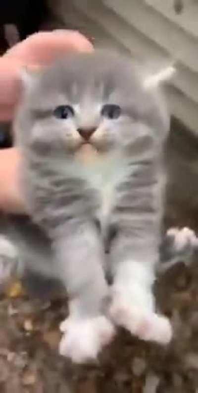 Wey se me tildo el gato noooo