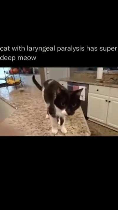 Cat with laryngeal paralysis