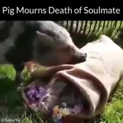 aNiMaLs DoN't HaVe FeElIngS