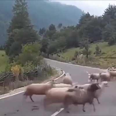 They’re taking over