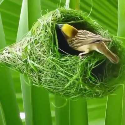 🔥 Birds are engineers in nature..