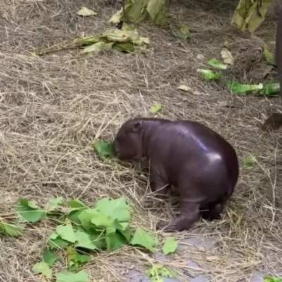 Hugo raging 😡🤬🌿