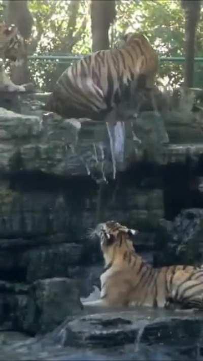 After all they’re all cats