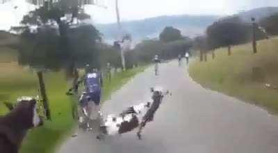 Some cows hate cyclists