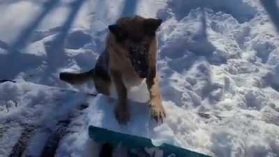 German Shepherd helps with snow removal (from Jossi @ Marsh Bay Resort)