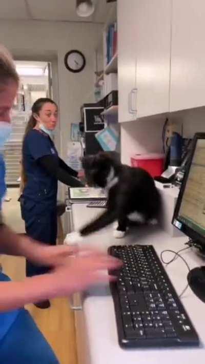 Vet clinic assistant