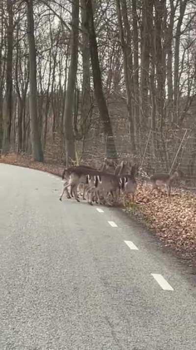 WCGW building fences on both sides of a forest road