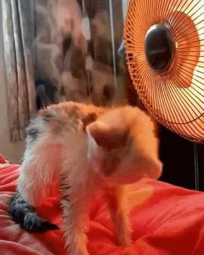 Hellcat: Lord of Cinders