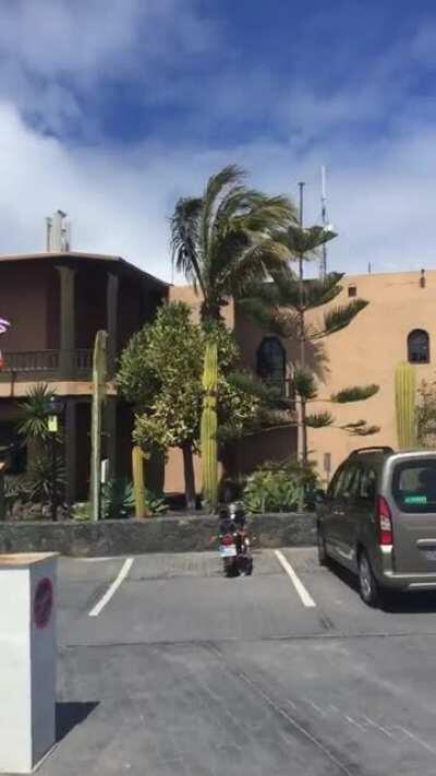 Video i took on holiday a few years ago in the Canary Islands, i caught something pretty interesting, i thought it was a bug at first but i’ve never caught a bug like that on cam before