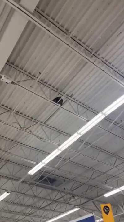 He's just chillin' in the Walmart!