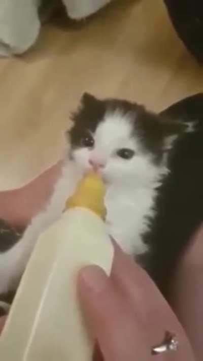 Bottle feeding the wigglefloof