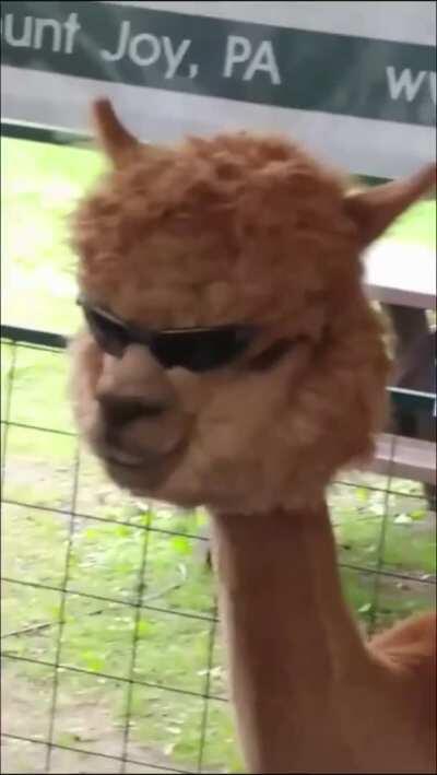 Cool alpaca