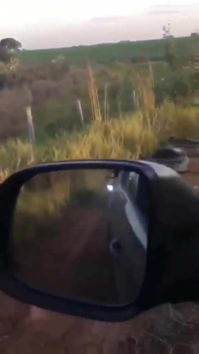 that's a pretty long snake