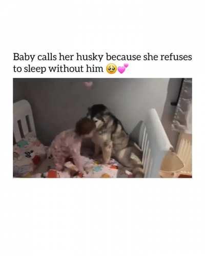 Baby calls her husky because she refuses to sleep without him.