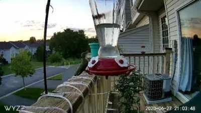 Just talked to my neighbor about how many hummingbirds I’ve had lately and then I get this little guy! Caught my eye as he flew by but my dslr didn’t have a card in it and he was on the wall side of the feeder so I couldn’t take any other pics. #wyzecam #