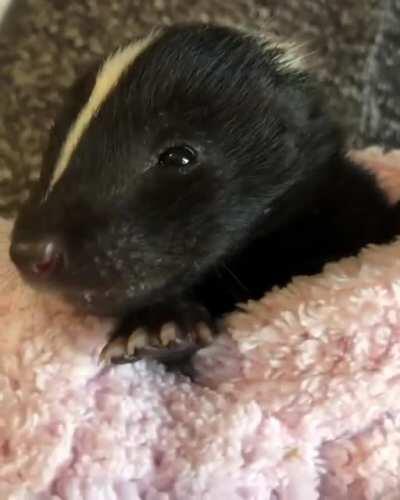 Wrapped up skunk at Wild Souls Wildlife