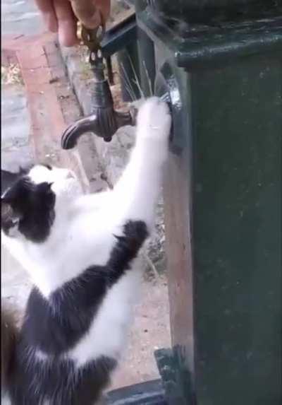 Giving a thirsty street cat a little water