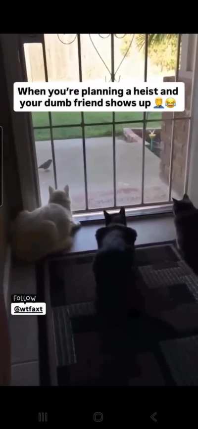 Doggo interrupts important cat meeting