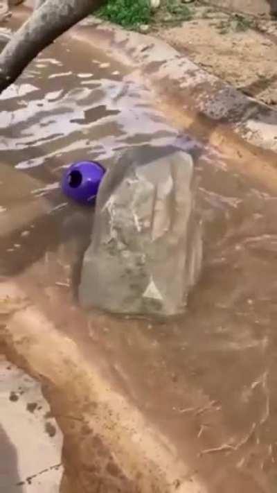 Secret otter cannot be seen.