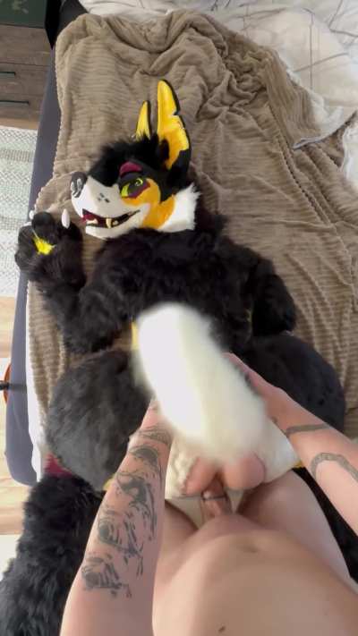 Look at that fluffy ass 🐶