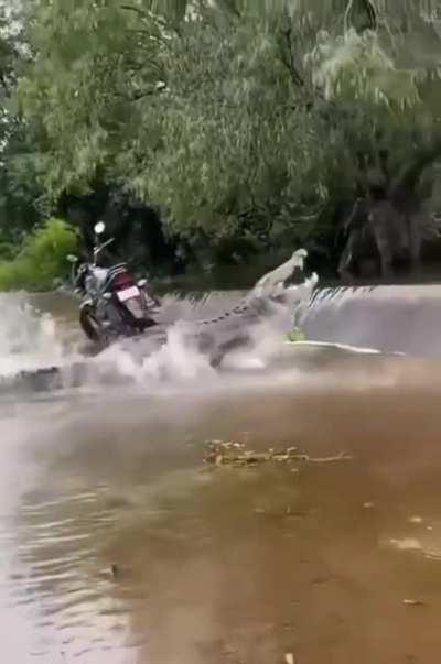 Long-legged Asian salmon swimming against the stream to lay his eggs on the gravel beds in the upper reaches of the river