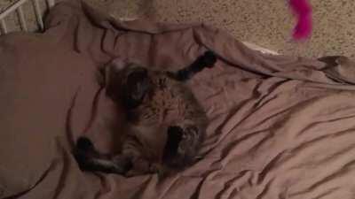 Kitty tries to catch a toy without getting up