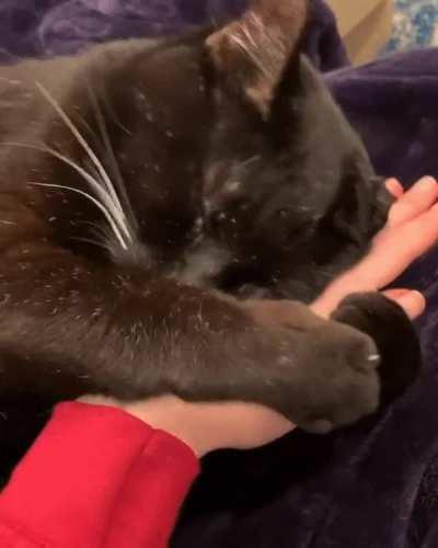 The way this cat hugs its humans hand.