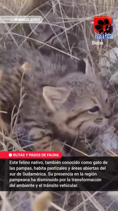 Aparecieron dos cachorritos de gato de pajonal en el sudoeste bonaerense