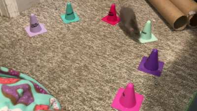 Cinnamon practicing weaving around cones in a semi-circle!