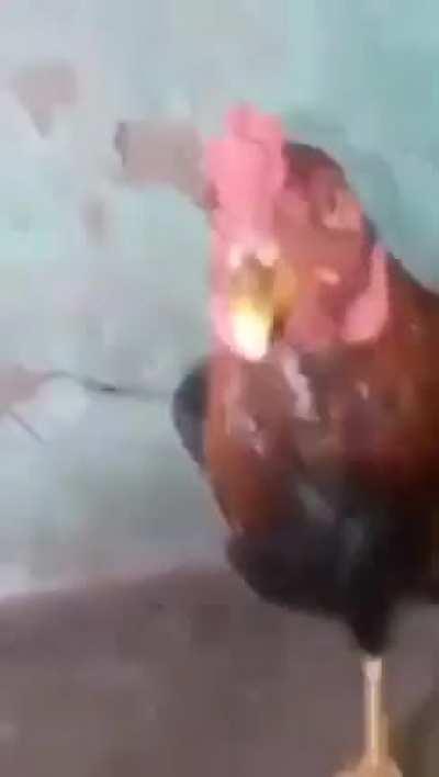 ihaveihaveihave chiken